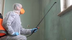 Best Black Mold Removal in Healdsburg, CA