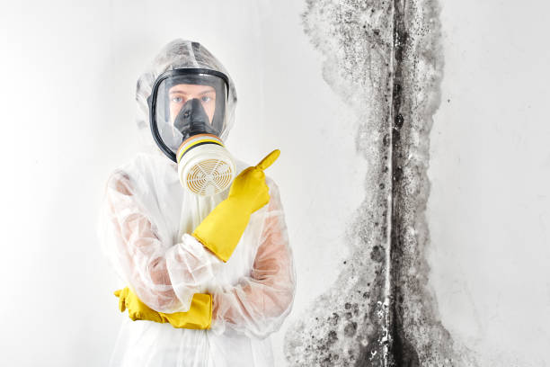 Best Environmental Consulting for Mold Prevention in Healdsburg, CA